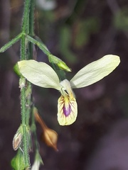 Carlowrightia