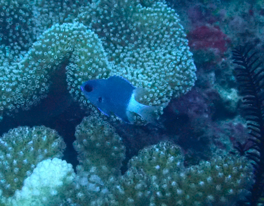 Bicolor Chromis