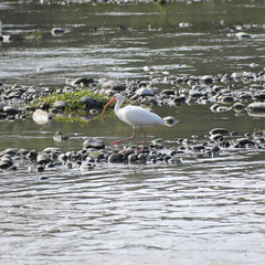 Eudocimus albus