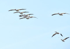 Pelecanus erythrorhynchos