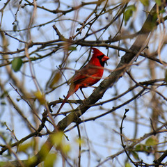 Cardinalis cardinalis