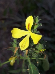 Tetramerium glandulosum