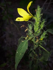 Tetramerium glandulosum