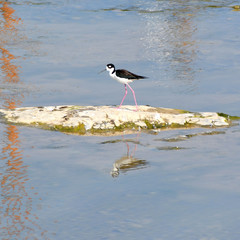 Himantopus mexicanus