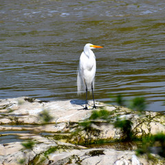 Ardea alba