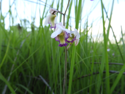 Eulophia calantha image