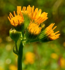 Packera dimorphophylla