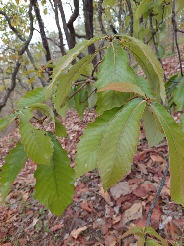 Quercus martinezii