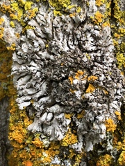 Physconia perisidiosa