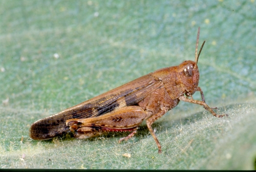 Broad Green-winged Grasshopper