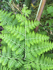 Hypolepis dicksonioides