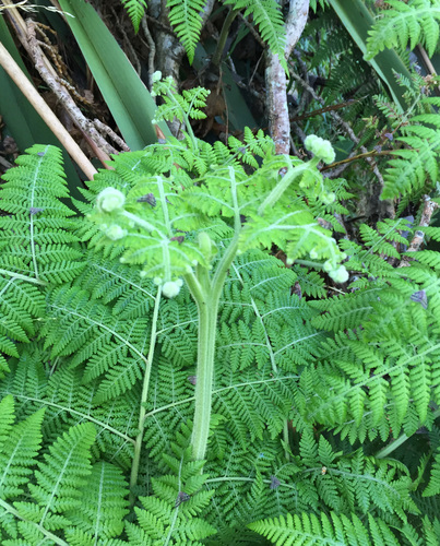 Hypolepis dicksonioides