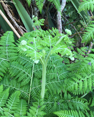 Hypolepis dicksonioides