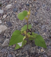 Ipomoea neurocephala