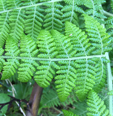 Hypolepis dicksonioides