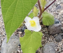 Ipomoea neurocephala