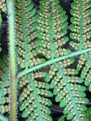 Hypolepis dicksonioides