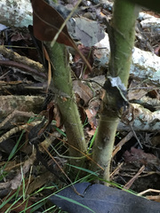 Hypolepis dicksonioides