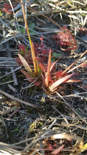Image of Xyris flabelliformis by (c) Jay Horn, some rights reserved (CC BY)