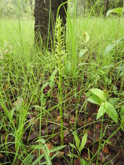 Satyrium volkensii