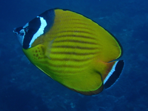 Butterflyfish (Chaetodon wiebeli) — Chaetodontidae