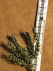 Mortonia scabrella