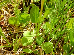 Packera dimorphophylla