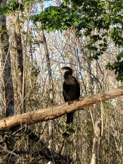 Anhinga anhinga leucogaster