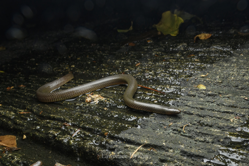Anderson's Mountain Keelback