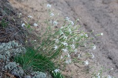 Dianthus arenarius