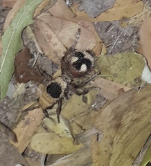 Dasymutilla sicheliana