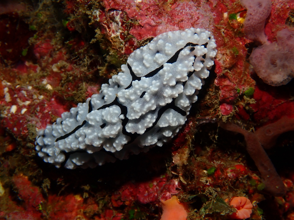 Krempf's Phyllidiopsis