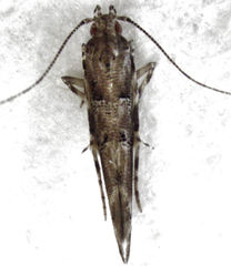 Pyroderces aellotricha