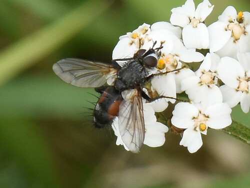 Red Spotted Parasite Fly, Groesbeek, Nederland, photo 6 of 10
