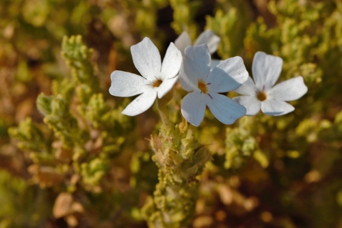 Jamesbrittenia fodina image