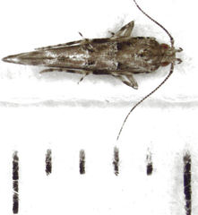 Pyroderces aellotricha