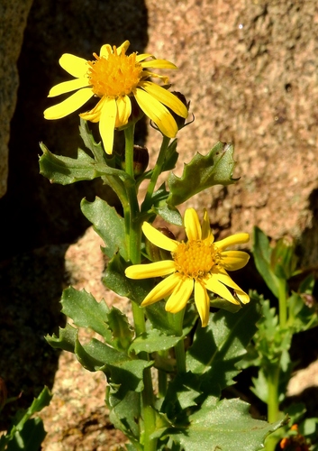 Senecio fremontii var. blitoides