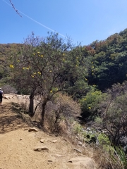 Cascabela thevetioides