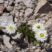 Xerochrysum collierianum - Photo (c) Nuytsia@Tas, some rights reserved (CC BY-NC-SA)