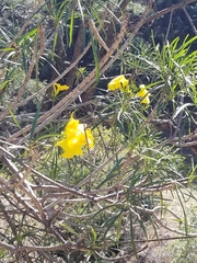 Cascabela thevetioides