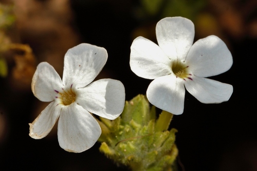 Jamesbrittenia fodina image