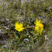 Xerochrysum alpinum - Photo (c) RTBG, algunos derechos reservados (CC BY-NC-SA)