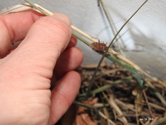 Urochela quadrinotata