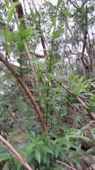 Cephalanthus