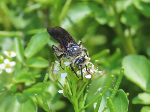 Toltec Scoliid Wasp photo 6
