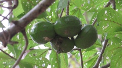 Tabernaemontana tomentosa