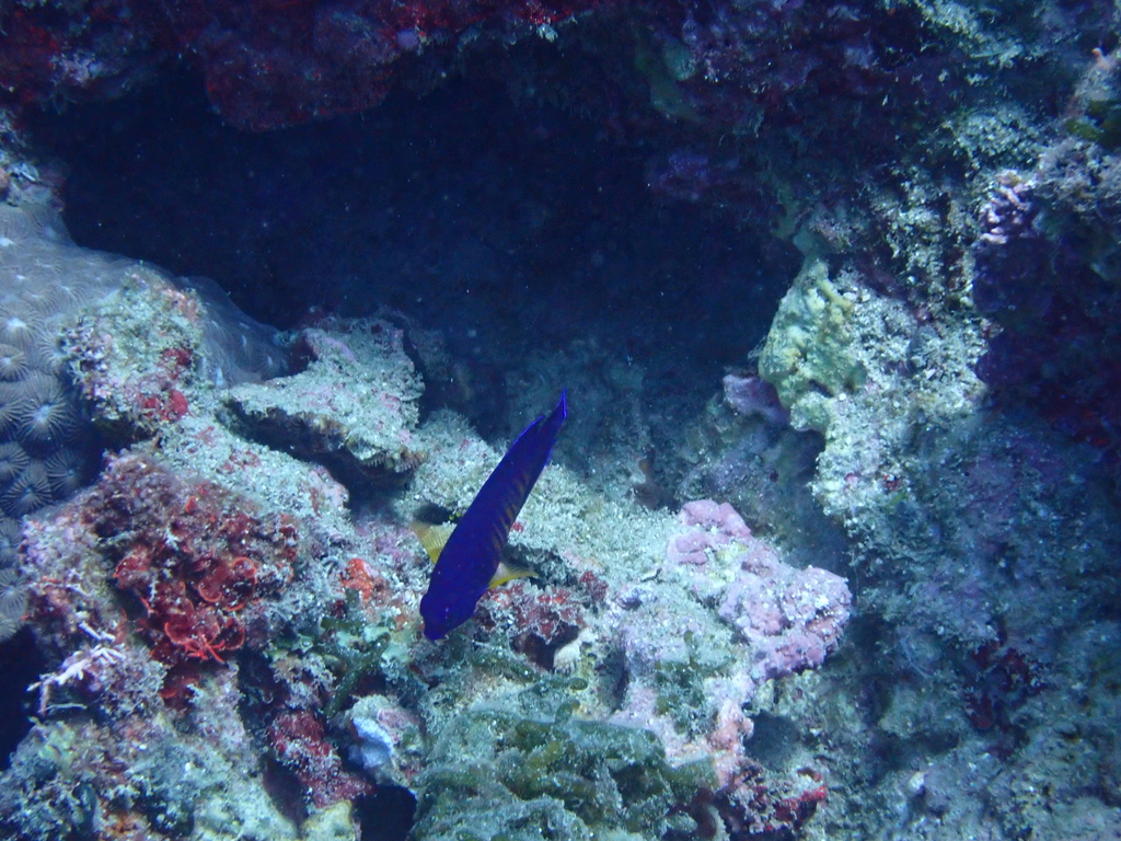 Coral Beauty