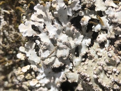 Physconia leucoleiptes