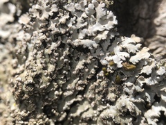 Physconia leucoleiptes