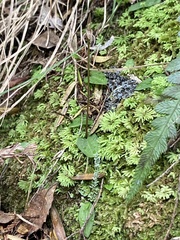 Acianthus (Acianthus)